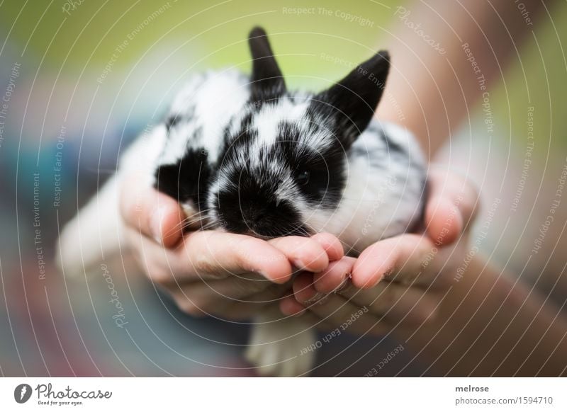 Rabbit babies 12 days old Child Girl Infancy Hand Fingers 8 - 13 years Animal Animal face Paw hare babies Pygmy rabbit Mammal Rodent Snout Baby animal