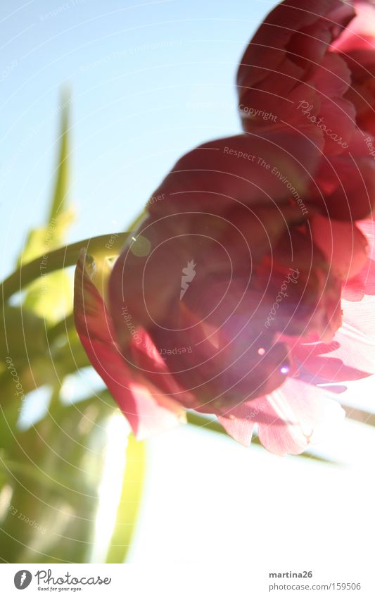 Tulips against the light Colour photo Exterior shot Interior shot Close-up Experimental Day Light (Natural Phenomenon) Sunlight Sunbeam Back-light