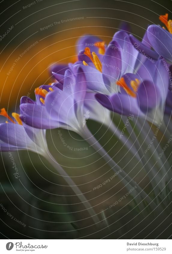 Start :-) Colour photo Close-up Detail Macro (Extreme close-up) Contrast Summer Nature Plant Spring Flower Blossom Blossoming Violet Crocus Stalk Nectar