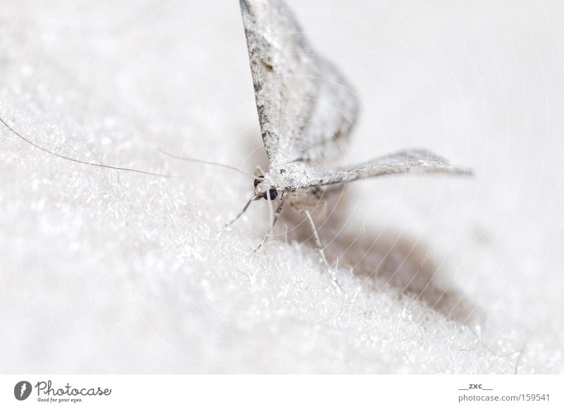 \-/ Butterfly Movement Flying Insect Nature Beautiful Elegant White flight schmetterling