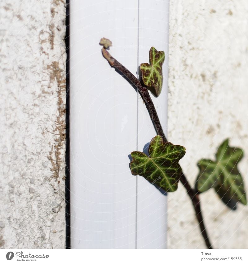 Troier Froind Efoi Ivy Creeper Connectedness Loyalty Accessible Growth Cuddling Cuddly Macro (Extreme close-up) Close-up carpet self-climate wall growth