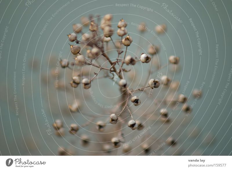 The next generation is already waiting Shriveled Dry Seed Cardiovascular system Life Nature Plant Macro (Extreme close-up) Blur Background picture