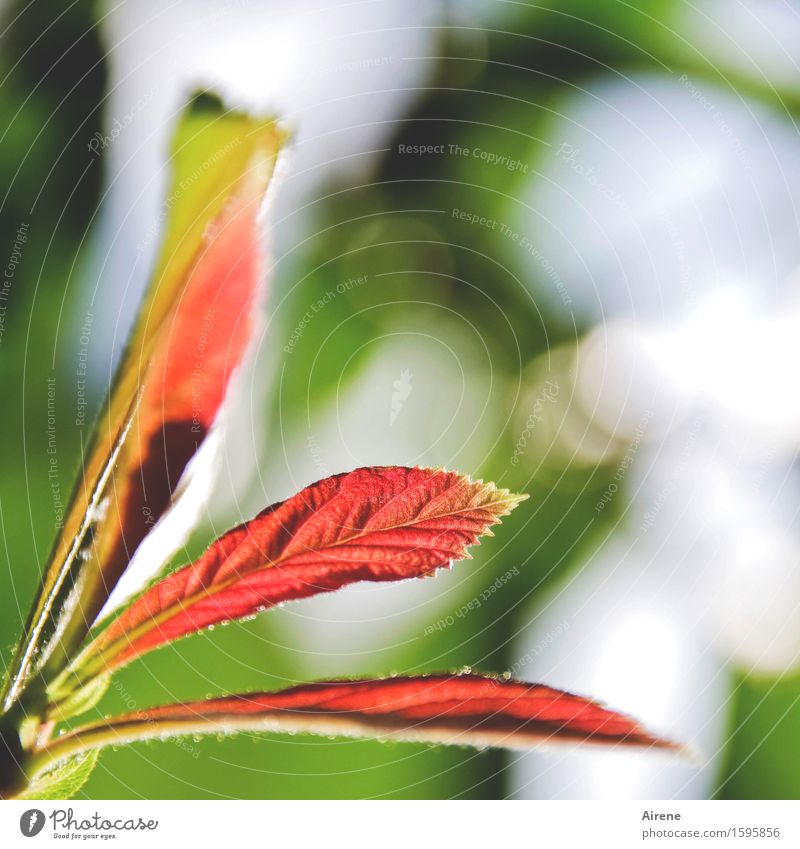 trifold Plant Spring Beautiful weather Tree Leaf Common walnut Leaf bud Garden Wrinkles Growth Elegant Fresh Glittering Natural Green Red Spring fever Beginning