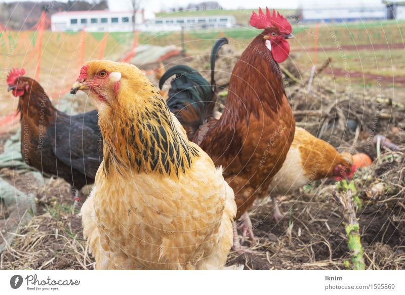 Chickens outdoors on an organic farm Animal Farm animal Bird Barn fowl Gamefowl Natural Exterior shot Poultry farm Livestock breeding Biological Ecological