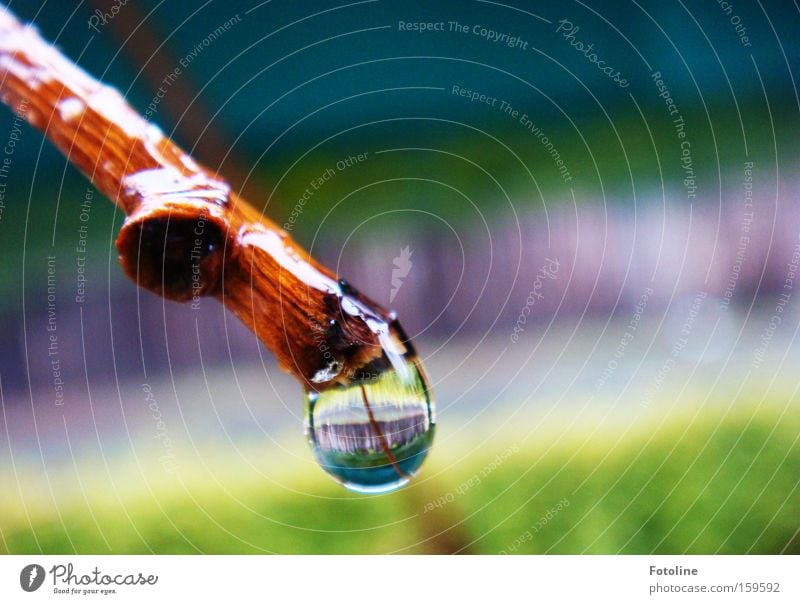 melting of snow Drops of water Branch Spring Summer Autumn Wood Green Grass Mirror Water