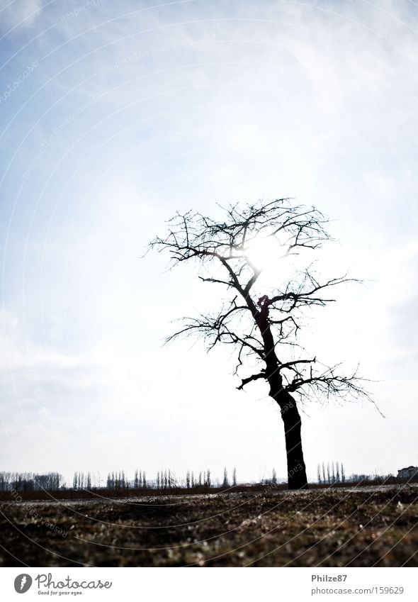 shining tree Tree Plant Sun Sky Back-light Loneliness Freedom Ground Field Far-off places Calm Branch Twig Nature Leisure and hobbies