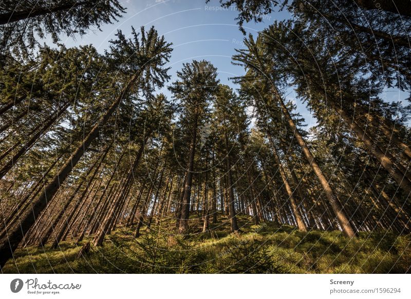 In the land of tree giants Nature Landscape Plant Sky Cloudless sky Sunlight Spring Beautiful weather Tree Bushes Moss Wild plant Forest Growth Large Tall Blue