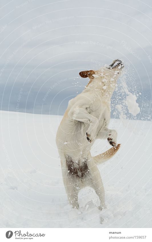 play instinct Dog Snow Snowfall Winter Joy Joie de vivre (Vitality) Happiness Happy Healthy Play instinct Playing Jump Pet Movement Fitness Labrador retriever