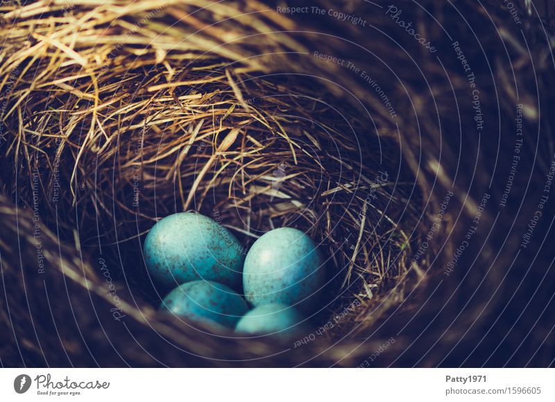 blackbird's nest Easter Nature Animal Bird Blackbird Egg Bird's eggs Nest Round Turquoise Protection Safety (feeling of) Warm-heartedness Together Romance