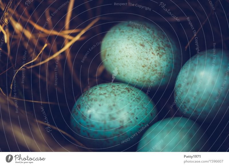 blackbird's nest Easter Environment Animal Bird Blackbird Egg Bird's eggs Nest Round Turquoise Protection Safety (feeling of) Warm-heartedness Together