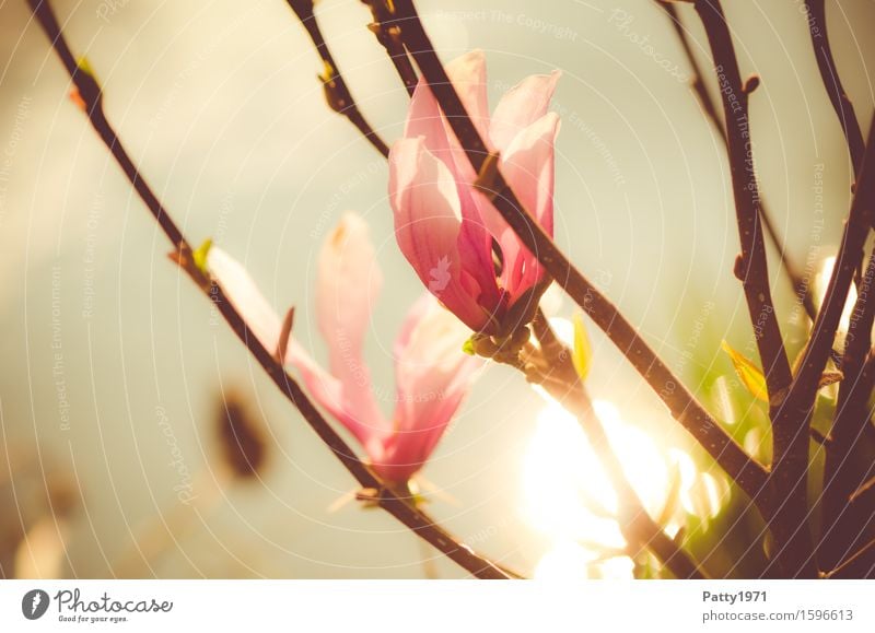 magnolia Nature Plant Sunlight Tree Magnolia plants Magnolia tree Magnolia blossom River bank Blossoming Pink Love Romance Calm Idyll Growth Colour photo