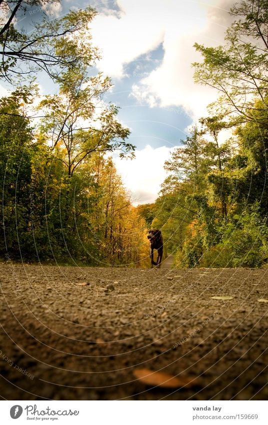 It tilts... Lanes & trails Autumn Dog Asphalt Forest Tree October Hound Animal To go for a walk Clouds Sky Walking Leaf Mammal Street dog