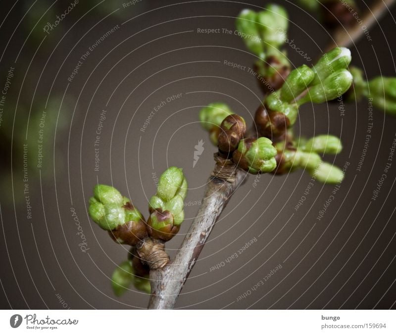 aestas adventa Spring Bud Leaf bud Blossoming Expel Branch Anticipation Expectation Cherry Warmth Development Growth Photosynthesis