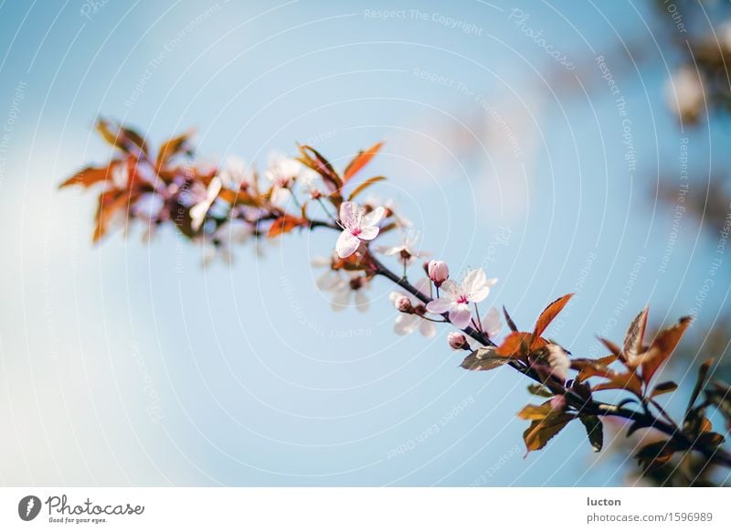 Cherry blossom branch against blue spring sky Environment Nature Landscape Plant Sky Spring Beautiful weather Tree Leaf Blossom Twig Garden Park Forest Wood