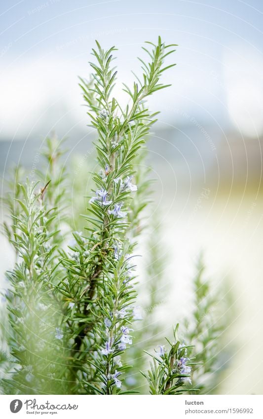 Rosemary plant with flowers Environment Nature Landscape Plant Animal Spring Beautiful weather Blossom Agricultural crop Herbs and spices Garden Blossoming