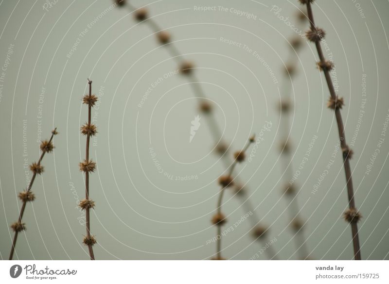 Puschel on a spit Grass Autumn Background picture Nature Environment Stalk Bushes Gray Calm Winter November January Macro (Extreme close-up) Close-up Detail