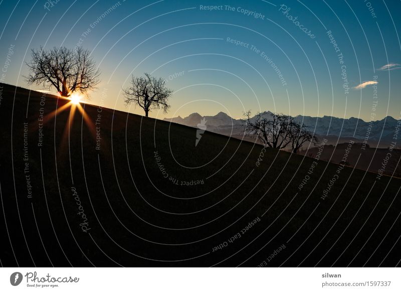 Sunrise Bernese Alps Landscape Sky Horizon Beautiful weather Tree Field Mountain Illuminate Stand Esthetic Gigantic Glittering Cold Blue Yellow Black