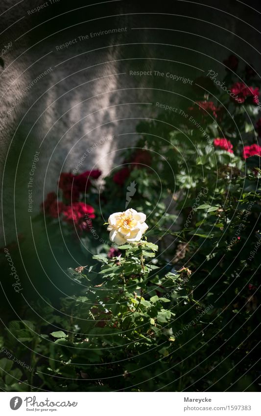 roses Nature Plant Sunlight Rose Red White Dog rose rose care Rose garden Rose Shrub Colour photo Exterior shot Deserted Copy Space top Day