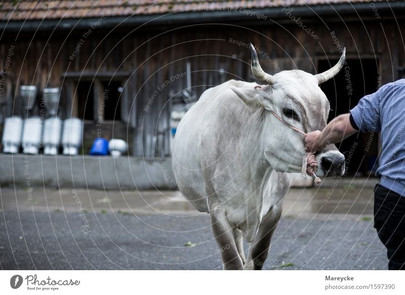 cattle show Milk Cow Tradition Farmer Barn Cow bell Milk churn Cattle Colour photo Exterior shot Copy Space left Morning