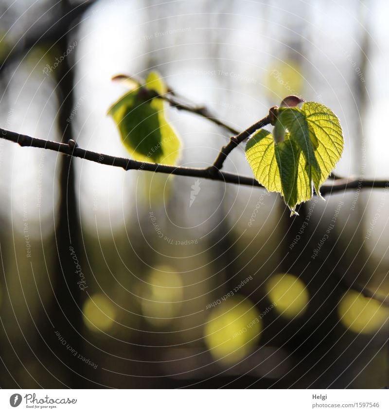 spring lights Environment Nature Plant Spring Beautiful weather Tree Leaf Wild plant Twig Rachis Forest Illuminate Growth Authentic Exceptional Uniqueness Small