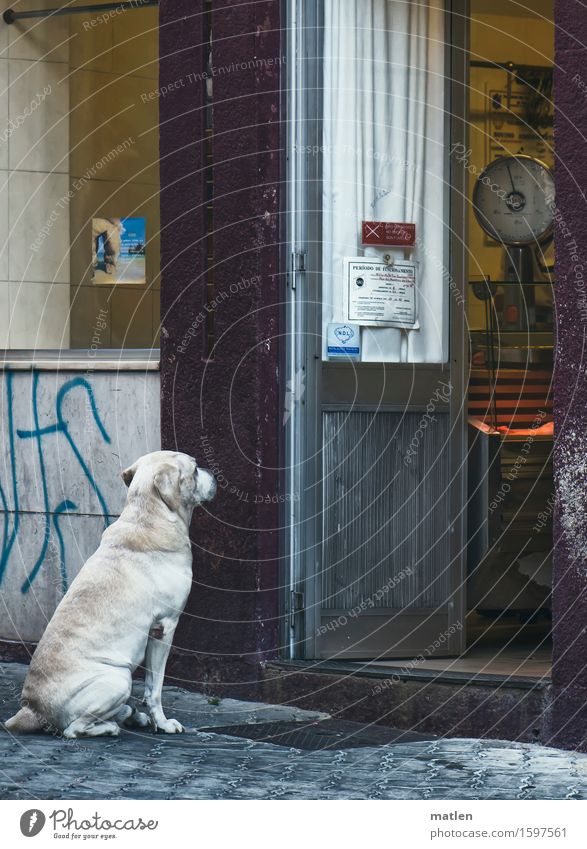 Cruel domination. Animal Pet Dog 1 Wait Brown Yellow Violet White Butcher Scale Street Counter Stairs Colour photo Subdued colour Exterior shot Deserted