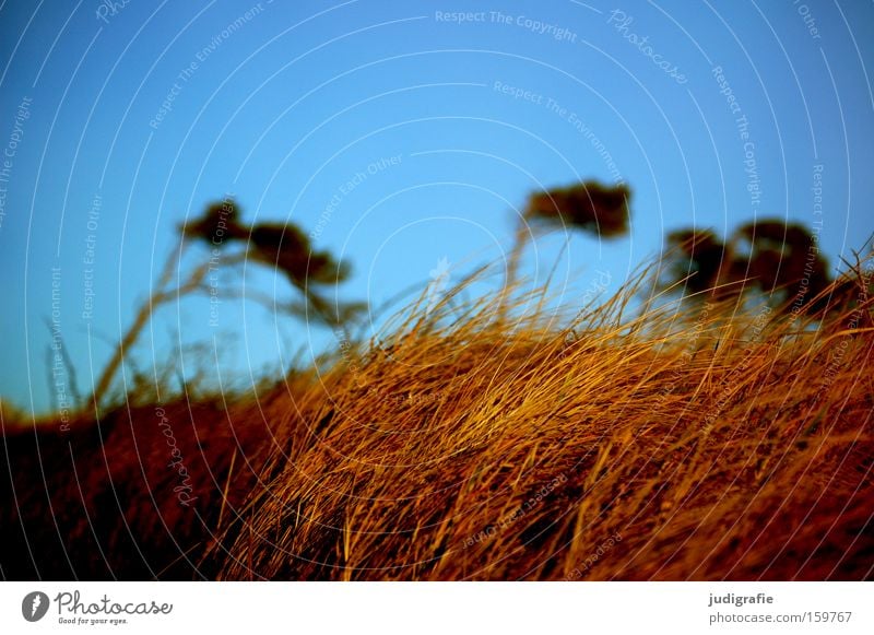 western beach Western Beach Grass Beach dune Tree Wind cripple Sky Darss Nature Environment Colour Coast