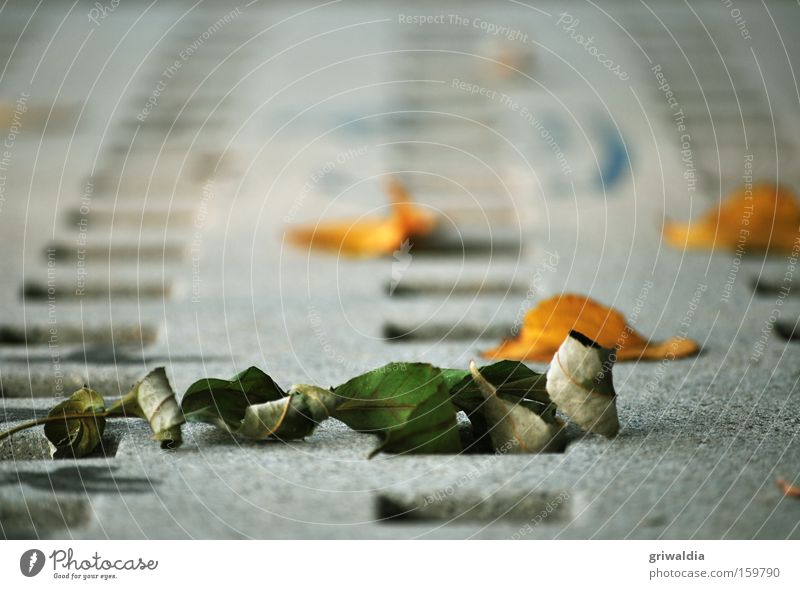 dry leaves Leaf Dry Orange Green Gray Mesh grid Concrete Shriveled Cold Autumn Transience Transport Exterior shot