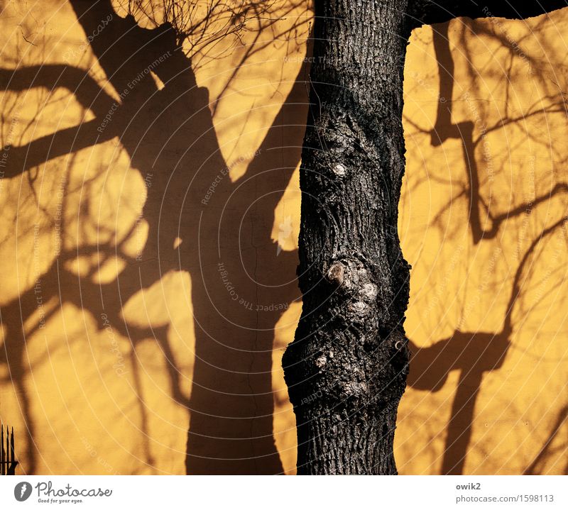 Silent days in Merseburg Tree Tree trunk Twigs and branches merseburg Saxony-Anhalt Germany Small Town Downtown Populated Wall (barrier) Wall (building) Facade