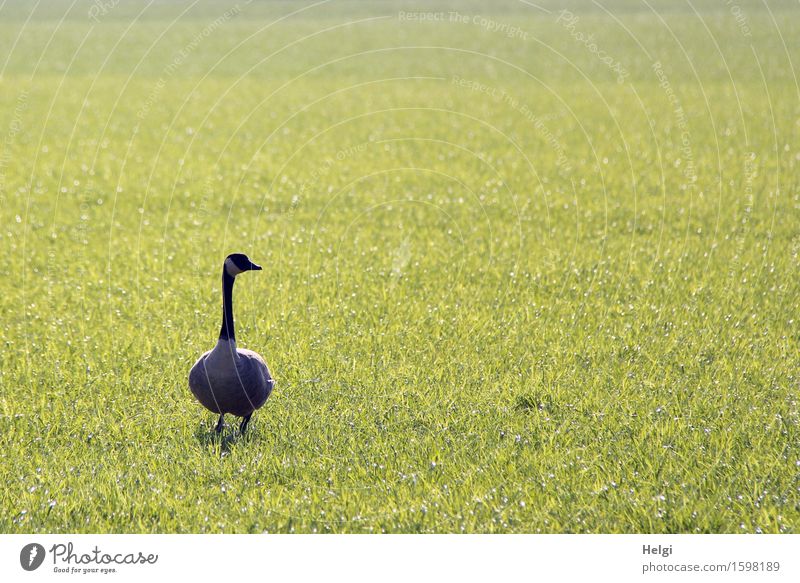 backlight goose... Environment Nature Landscape Plant Animal Spring Beautiful weather Grass Meadow Wild animal Goose Canadian goose 1 Looking Stand Exceptional