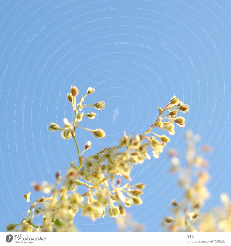 sun catcher Harmonious Summer Plant Sky Spring Wind Blossom Movement Blossoming Blue Beginning Botany Agitated Sunlight Soft Bud Flowering plant Flower stem