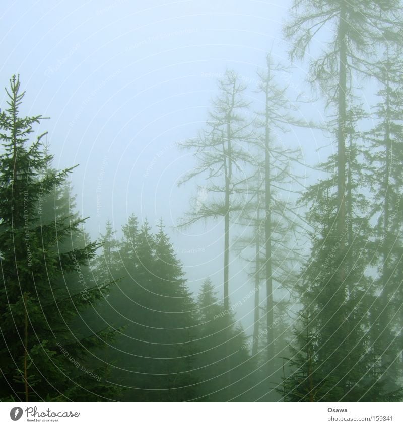 cloud forest Forest Fog Haze Tree Nature Fir tree Spruce Coniferous forest Tree trunk Branch Twig Bleak Dark Winter