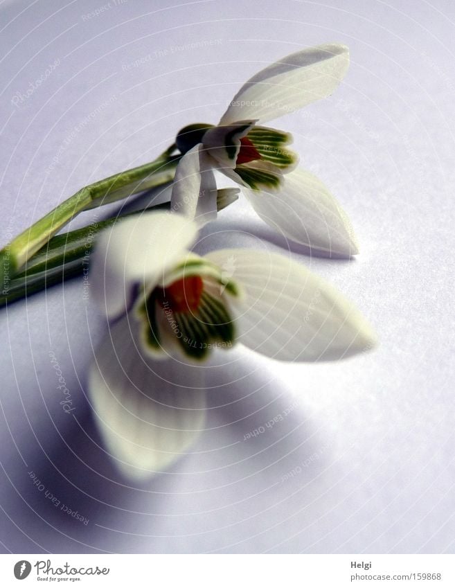 Snowdrops II Flower Blossom Spring Blossoming White Green Nature Plant Stalk Close-up Esthetic Transience Macro (Extreme close-up) Helgi