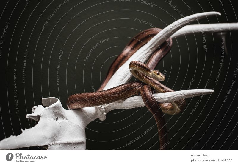 "hanging around Exotic Environment Animal Pet Snake 1 Hunting Esthetic Exceptional Voracious Elegant Surrealism Antlers Colour photo Interior shot Deserted