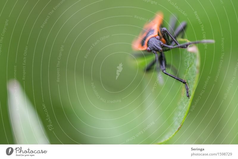 Just looking around the corner. Nature Plant Animal Tree Grass Moss Leaf Blossom Garden Park Meadow Field Forest Wild animal Beetle Animal face 1 Crawl Firebug