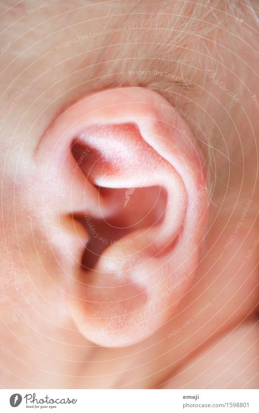 ear Baby Infancy Skin Ear 1 Human being 0 - 12 months Listening Small Colour photo Interior shot Close-up Day Shallow depth of field