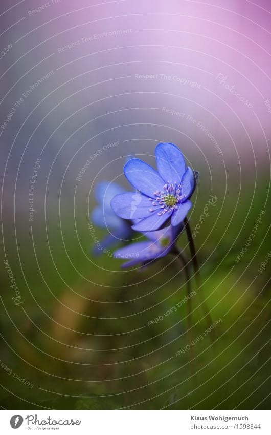 Innocence from the country Relaxation Calm Environment Nature Plant Spring Beautiful weather Flower Blossom Wild plant Hepatica nobilis Garden Park Forest