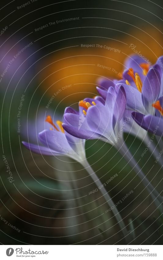 Kissed by the crocus Colour photo Close-up Detail Macro (Extreme close-up) Contrast Nature Plant Spring Summer Flower Blossom Blossoming Blue Violet Crocus