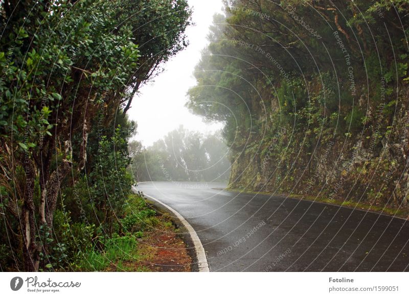 Road to nowhere Environment Nature Landscape Plant Elements Earth Sky Fog Tree Grass Wild plant Meadow Forest Virgin forest Rock Cold Natural Street Asphalt