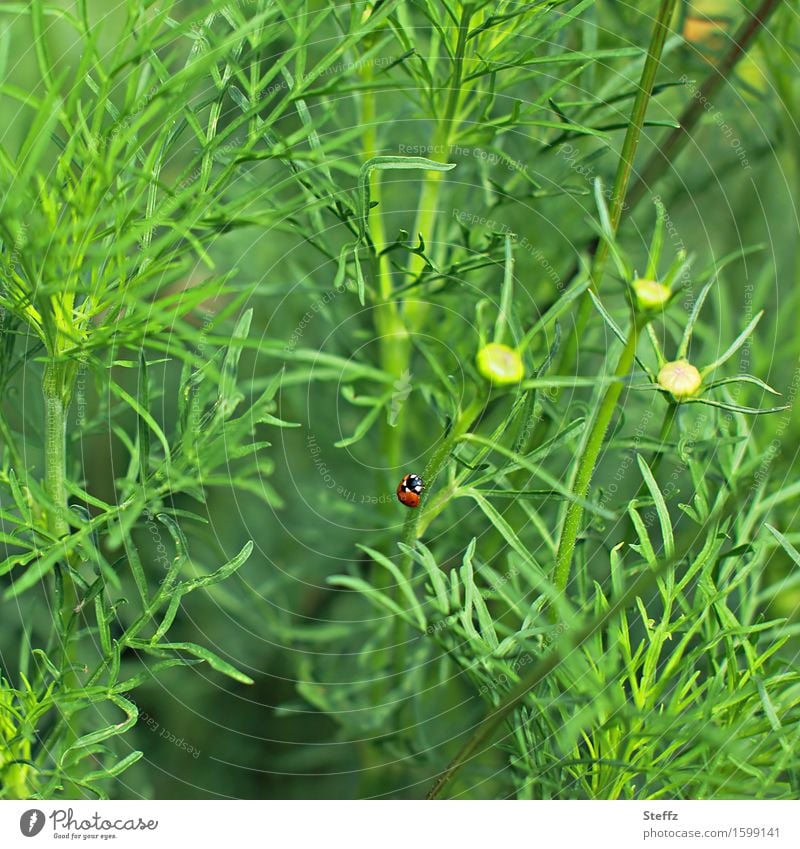 green is my whole world Ladybird Beetle lucky beetle Good luck charm Happy symbol of luck Upward Patch of colour Ease upstairs strive high strive for the top