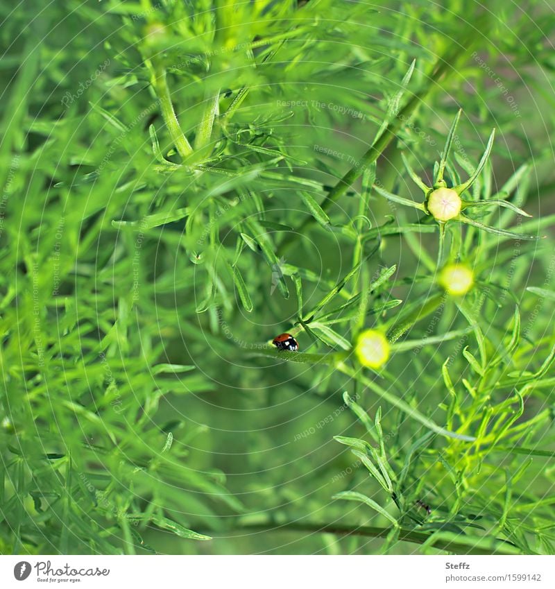 Everything in green Ladybird lucky beetle Good luck charm symbol of luck Happy Upward Beetle in the country green paradise Ease strive high Crazy upstairs