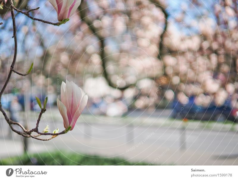 Magnolie Magnolienblüte Blüte Baum Blütenblatt pink blau Colour photo Detail Park Leaf blühen Äste BaumFrühling schönes wetter