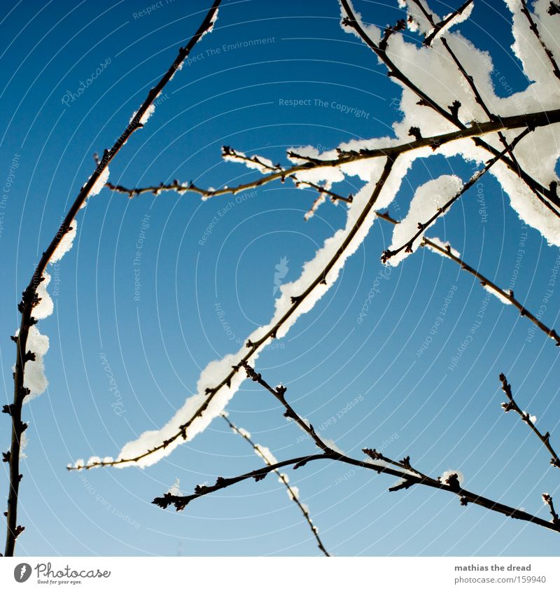 SNOW WIZARD Tree Branch Sky Clouds Snow Winter Part of the plant Beautiful Sunbeam Idyll Cold grow together