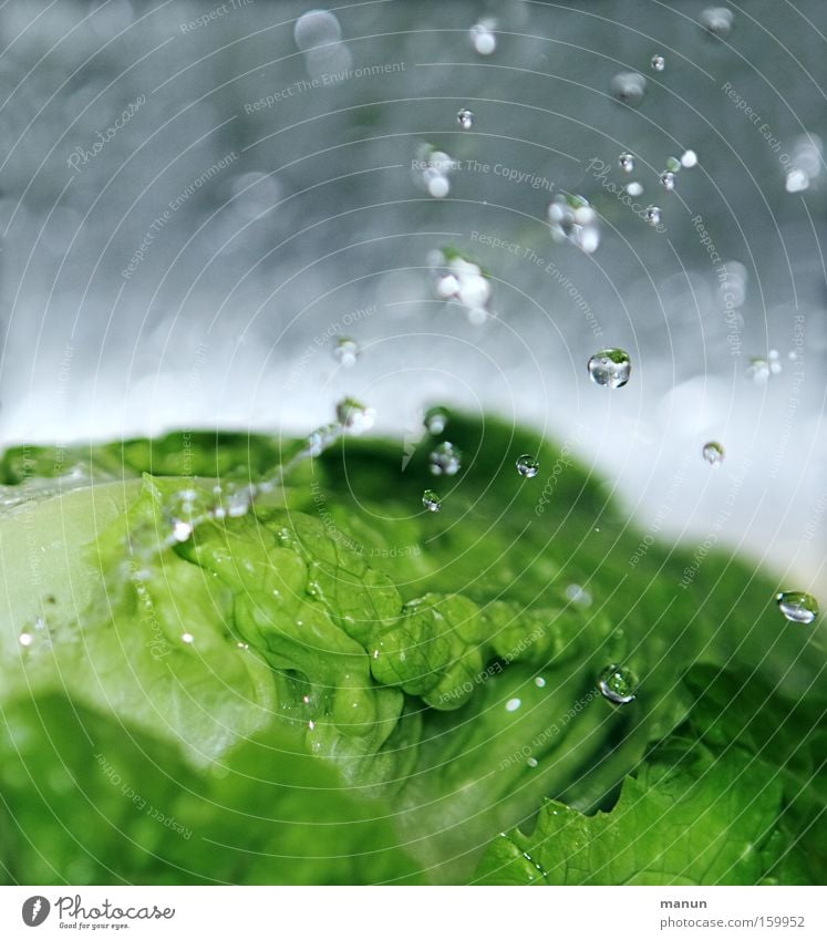 fresh green Colour photo Subdued colour Interior shot Close-up Macro (Extreme close-up) Pattern Structures and shapes Copy Space top Copy Space bottom