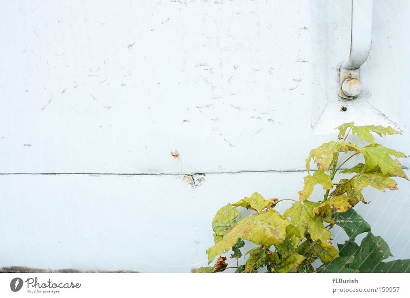 Curled Leaf Green White Metal Rust Broken Transience Car door Door handle Scratch mark Nature Derelict