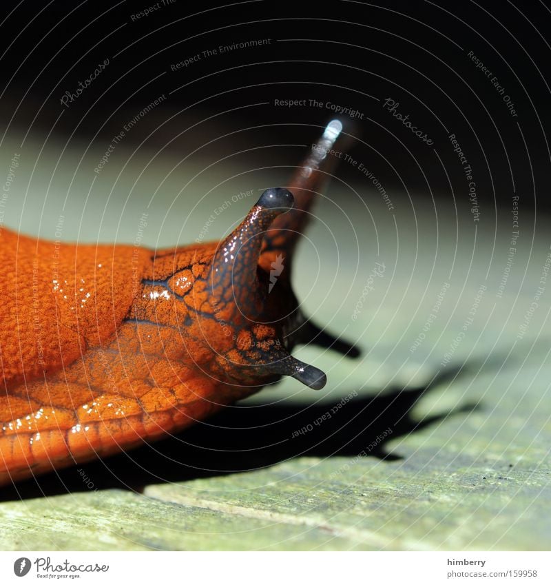 bootlicker Snail Animal Mucus Suck-up Feeler Nature Mollusk Macro (Extreme close-up) Close-up rothaut