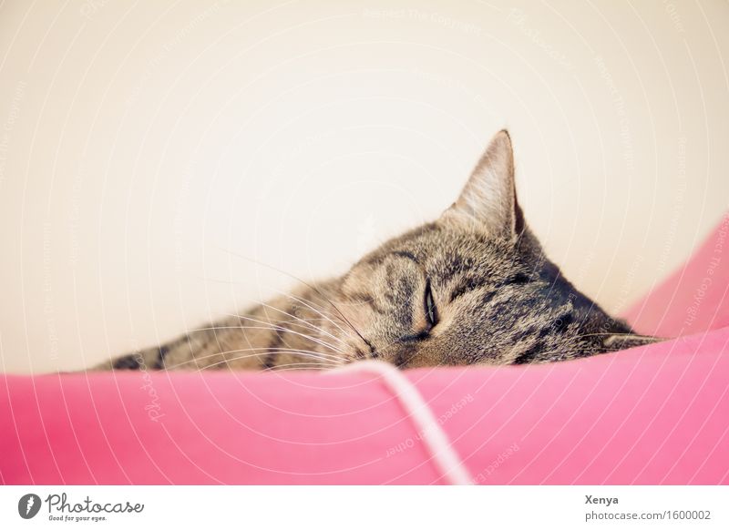 Cat sleeping Animal Pet 1 To enjoy Sleep Pink Safety (feeling of) Dream Doze Calm Tiger skin pattern Interior shot Copy Space top Light Animal portrait