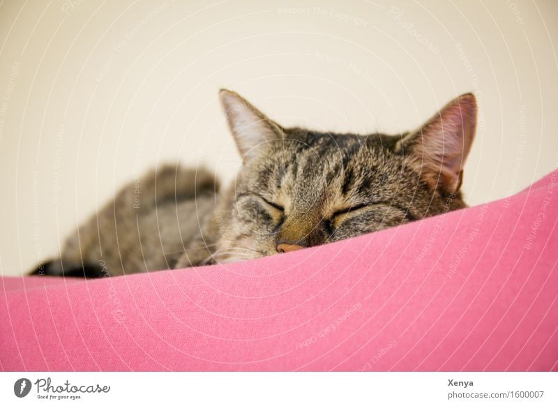 Cat sleeping Animal Pet 1 To enjoy Sleep Pink Safety (feeling of) Calm Doze Tiger skin pattern Interior shot Copy Space top Copy Space bottom Day