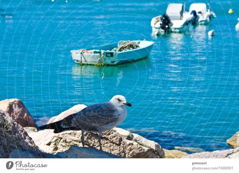 Seagull resting on a rock Vacation & Travel Tourism Sun Beach Ocean Island Nature Landscape Animal Sky Horizon Rock Coast Yacht Watercraft Bird Stone Free