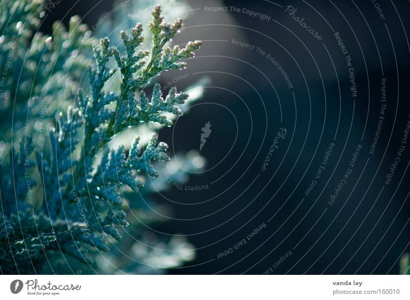 Thuja - 200 Tree Background picture Spring Green Nature Plant Detail Macro (Extreme close-up) Hedge Branched Delicate Close-up Park herald of spring