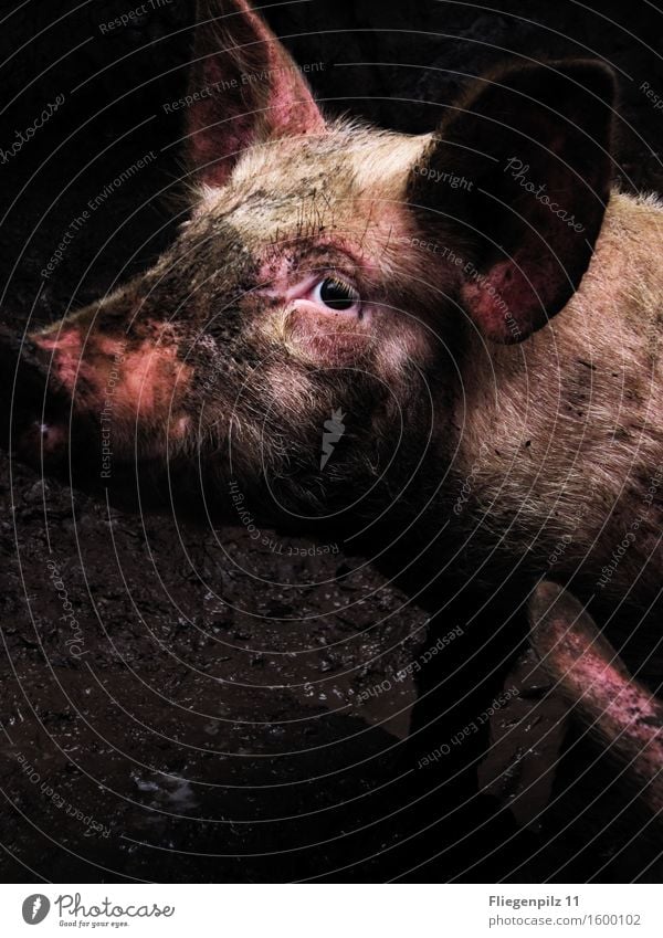 sad eyes Head Eyes Ear Animal Farm animal Animal face 1 Looking Sadness Dirty Dark Disgust Cold Curiosity Pink Love of animals Compassion Watchfulness Hope